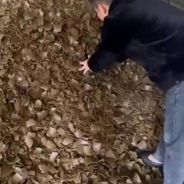 棉籽饼