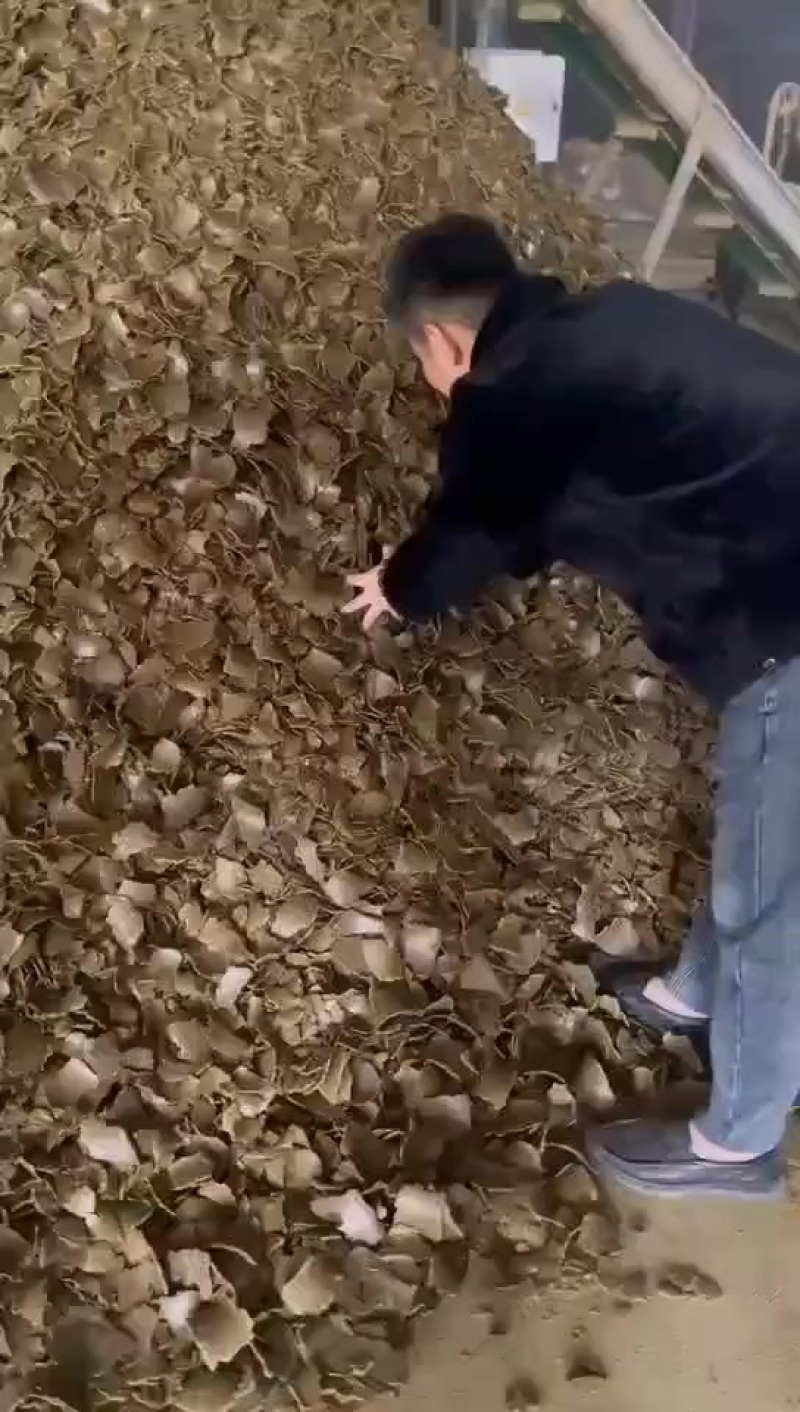 棉籽饼