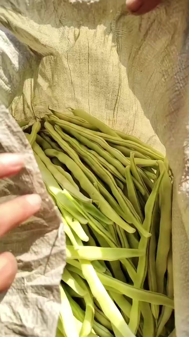 刚到货的芸豆