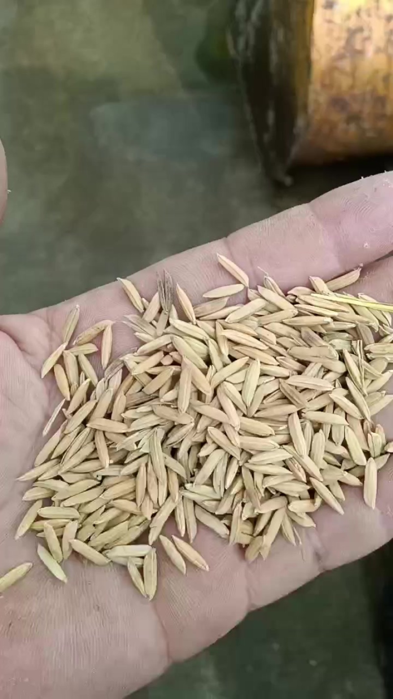 黄花占