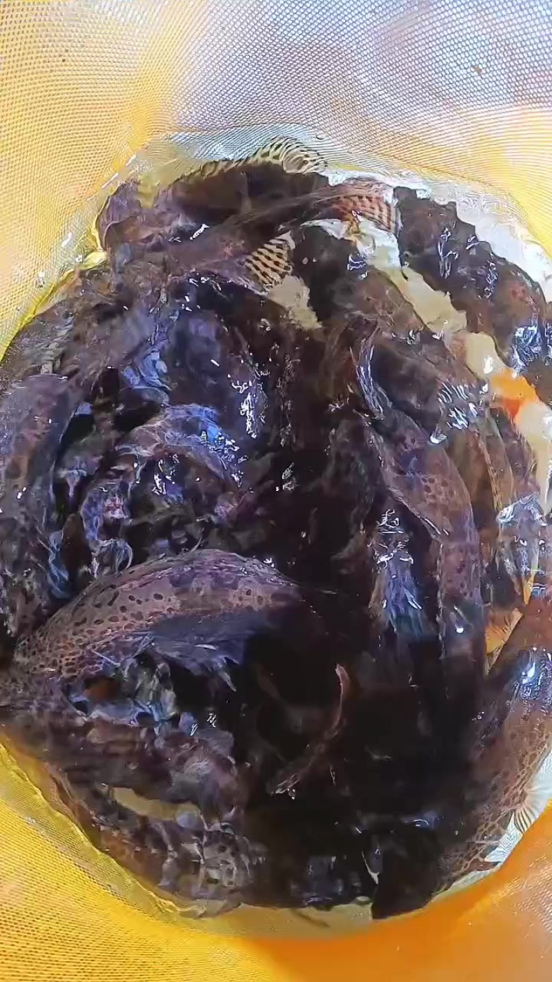 斑鳜