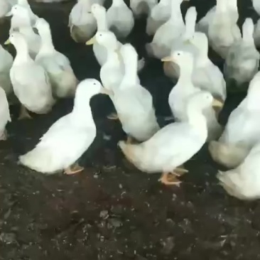 白条鸭