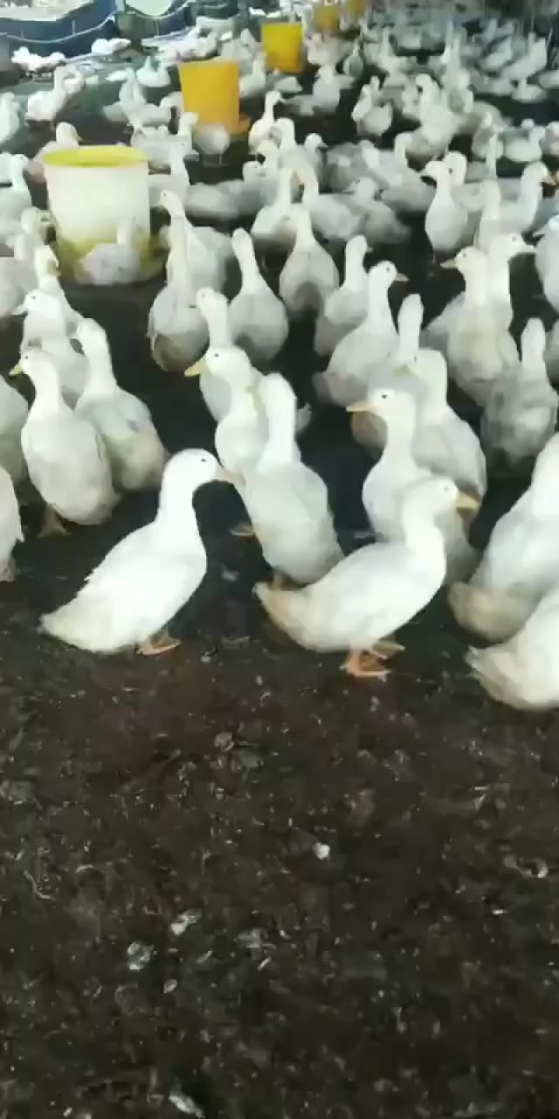 白条鸭