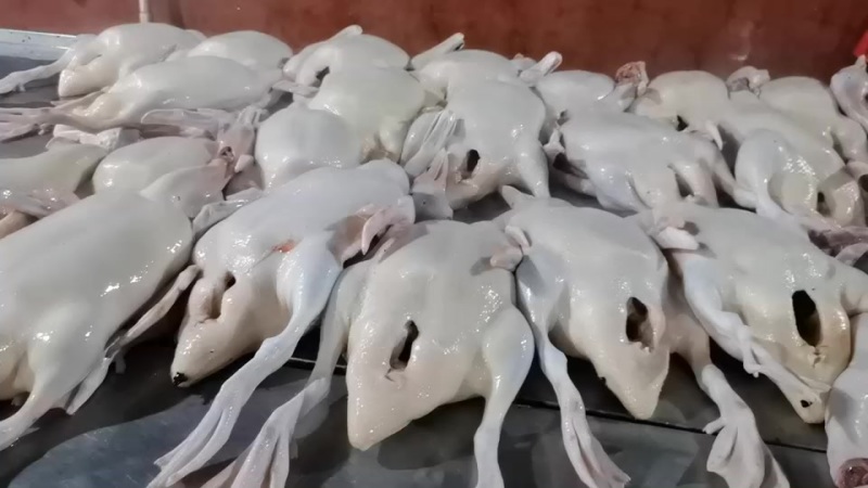 白条鸭