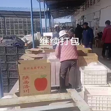 红富士苹果
