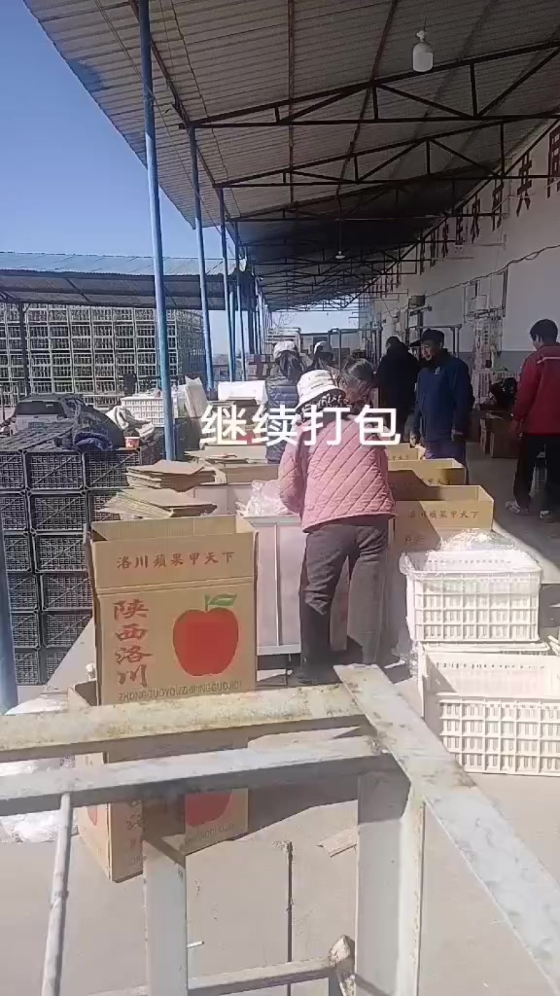 红富士苹果
