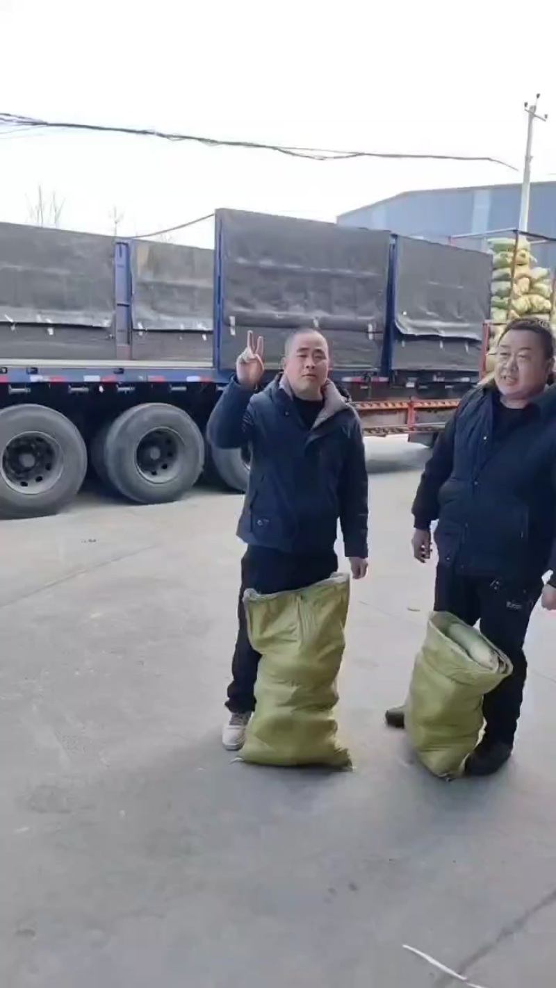 青萝卜常年有货