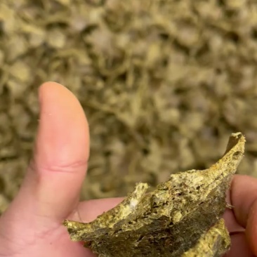 棉籽饼菜籽饼大量有货价格合适改善土壤增加产量