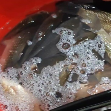 鲫鱼