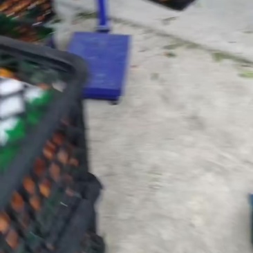 本地的黄果