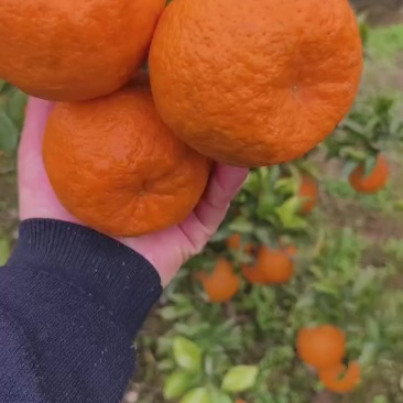 耙耙柑