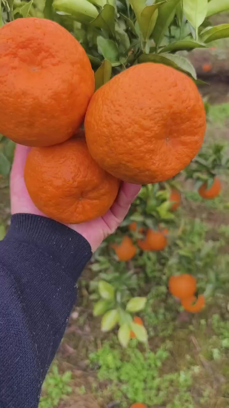 耙耙柑
