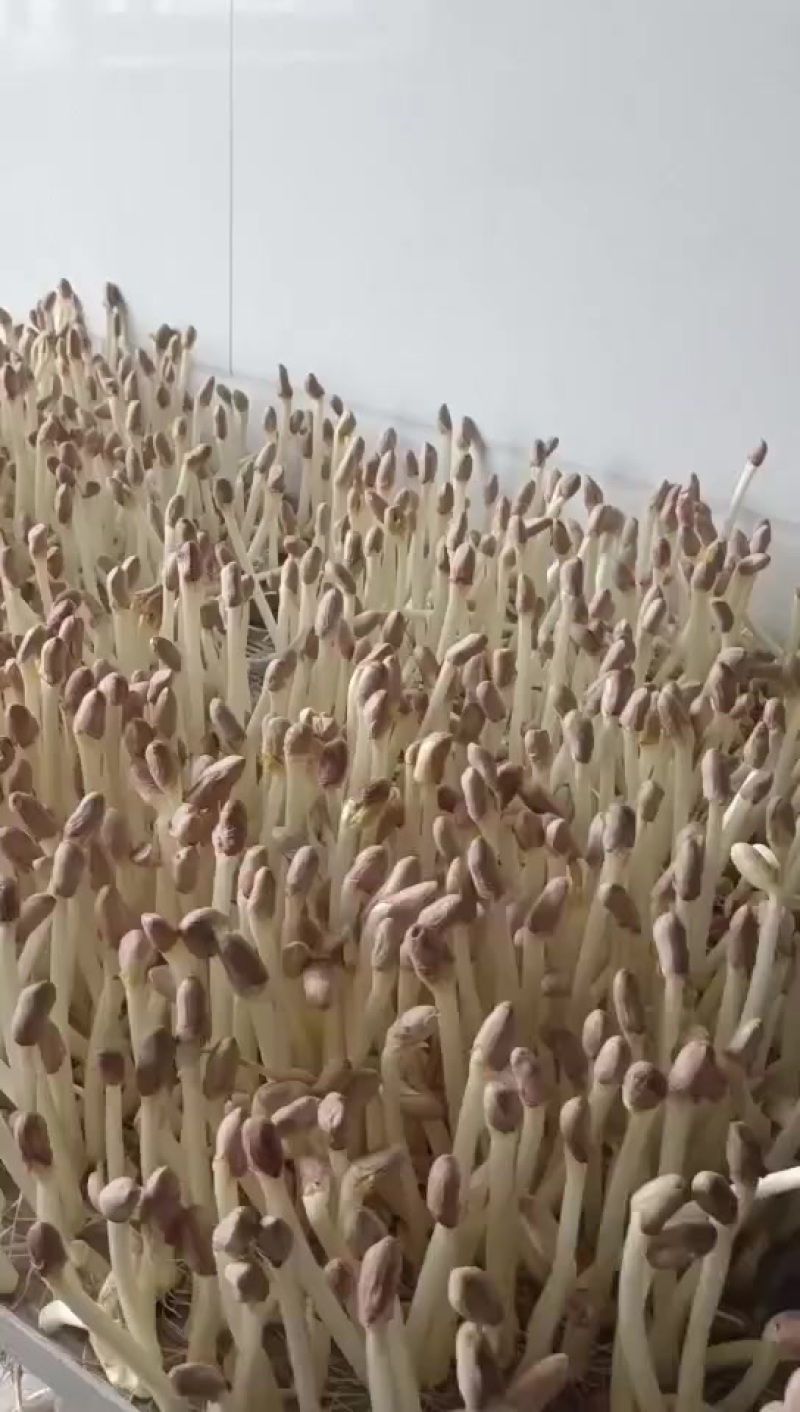 花生芽长寿芽