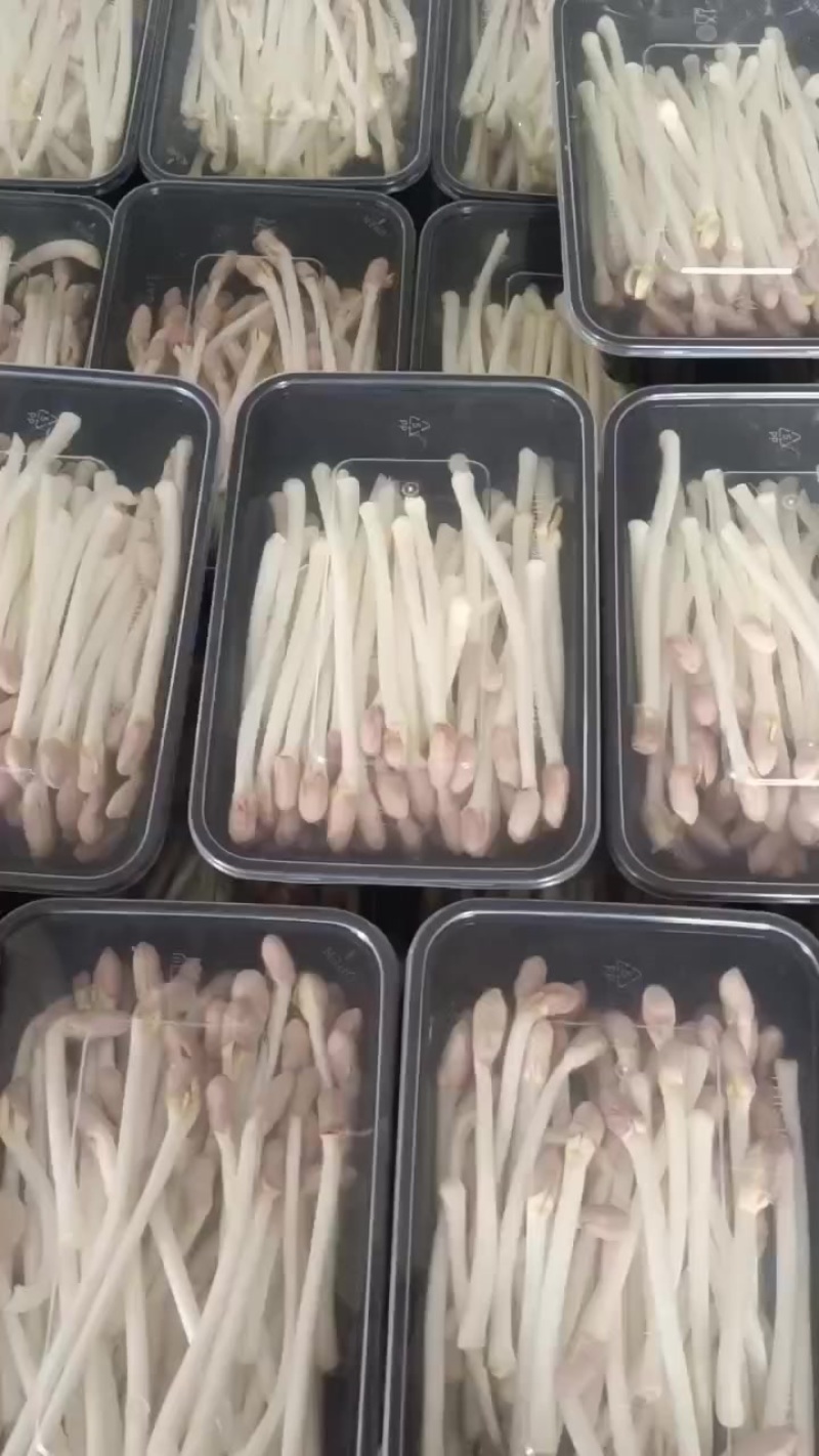 花生芽长寿芽