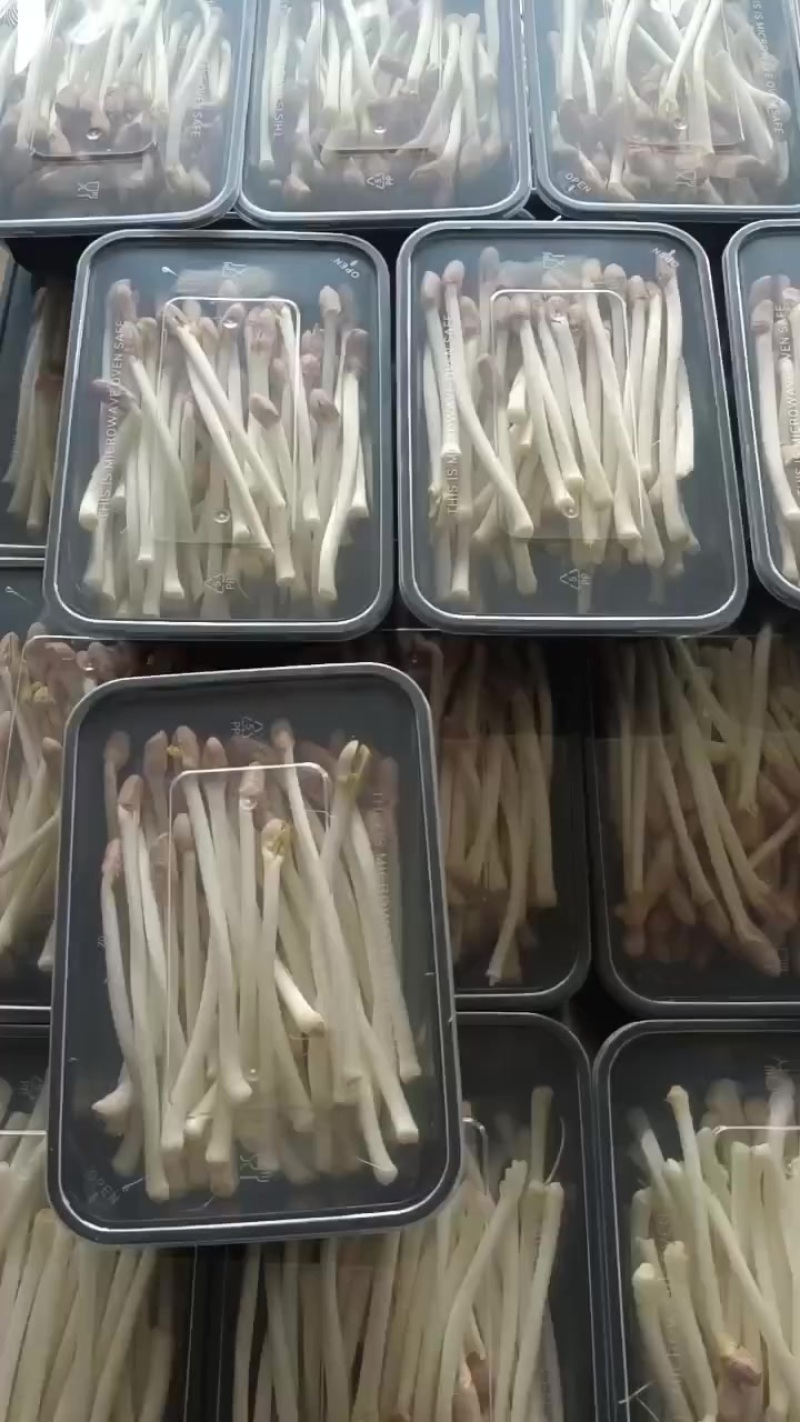花生芽长寿芽