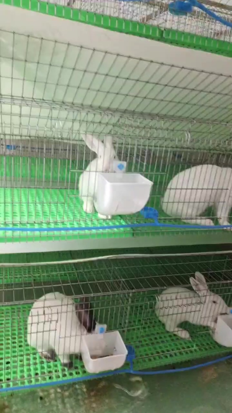 肉兔活兔