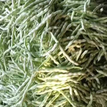 大量精品芸豆大量有货欢迎老板光临