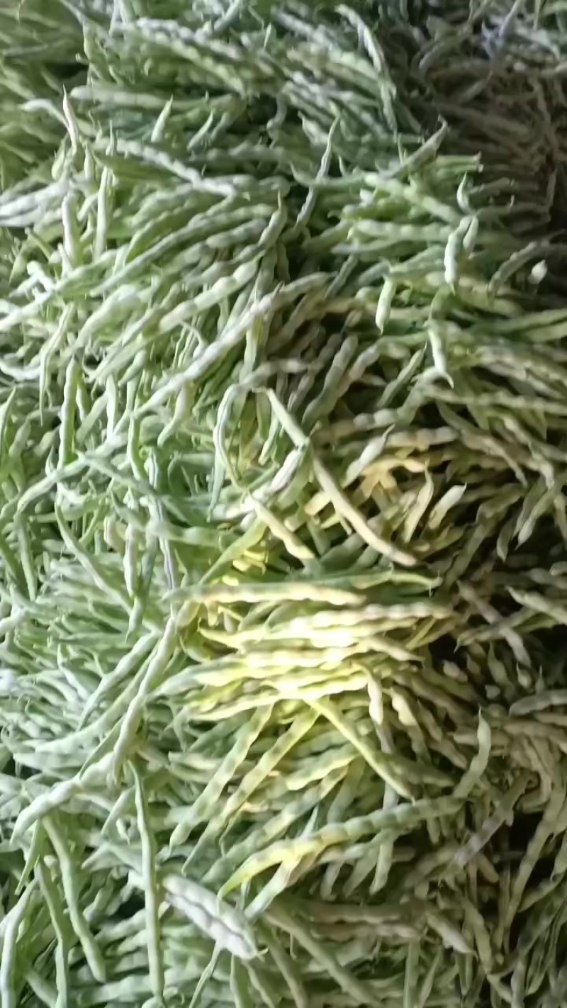 大量精品芸豆大量有货欢迎老板光临