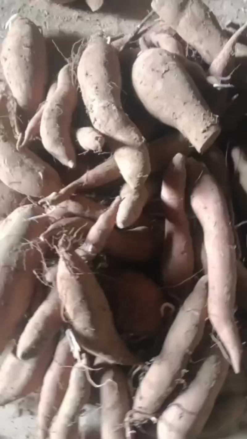 商署-九酉爪红烟署种署