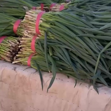 小葱