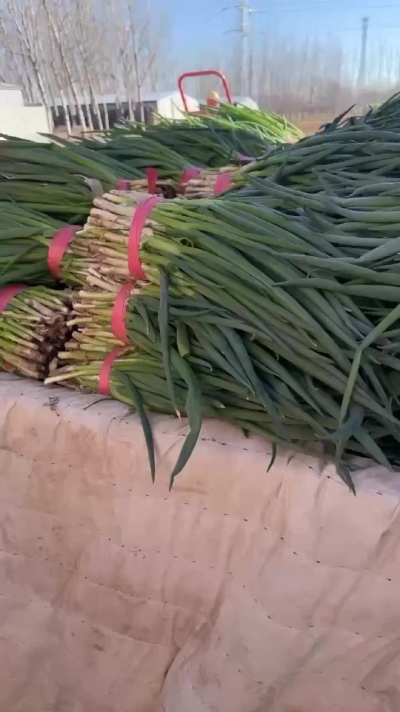 小葱