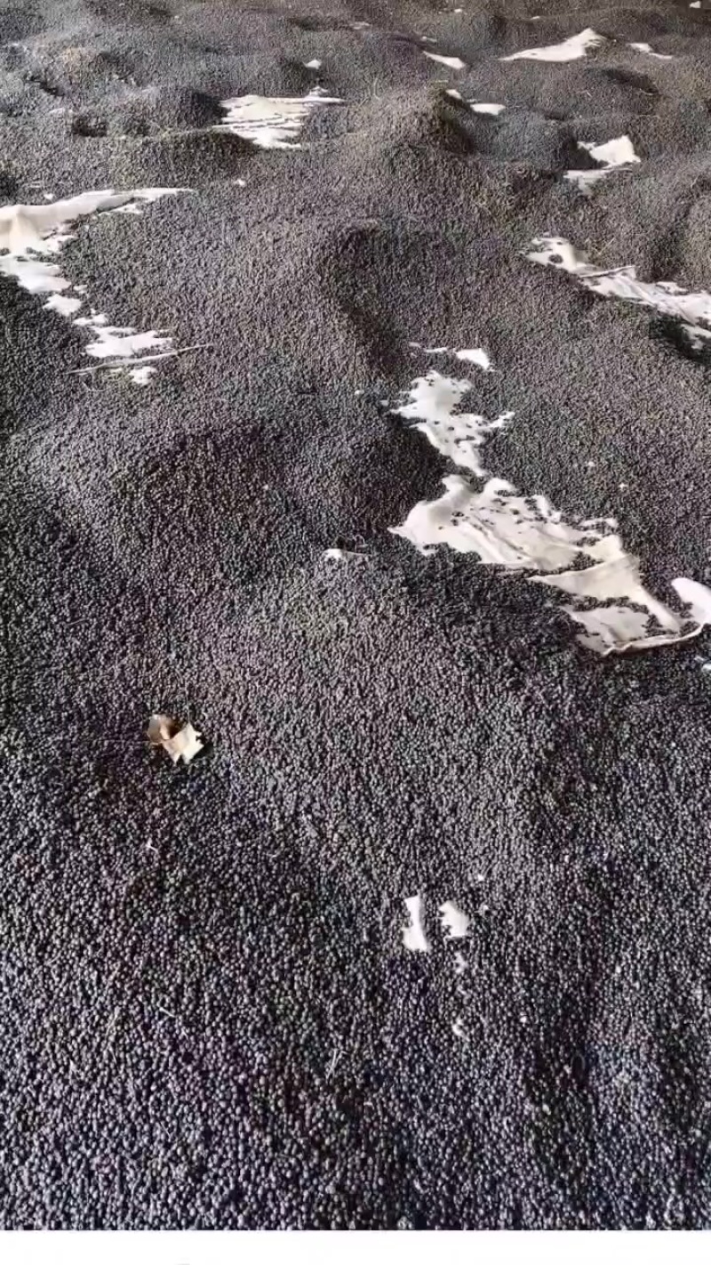 麦冬种子