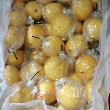 冷库备有大量优质蜜梨，金黄色脆甜可口汁多肉细，梨中之精品