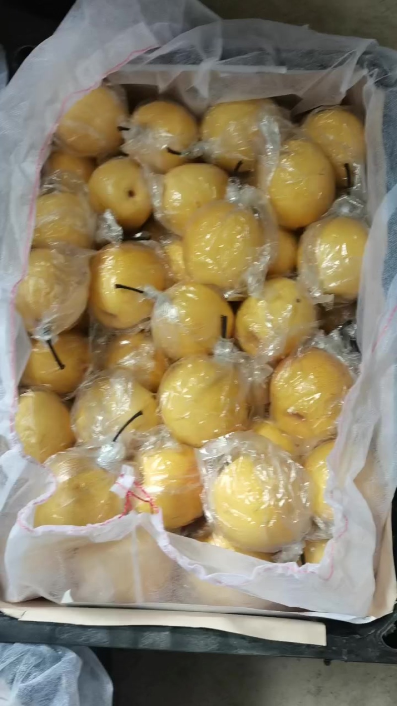 冷库备有大量优质蜜梨，金黄色脆甜可口汁多肉细，梨中之精品