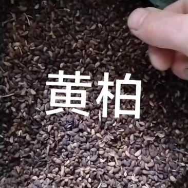 黄栢种子