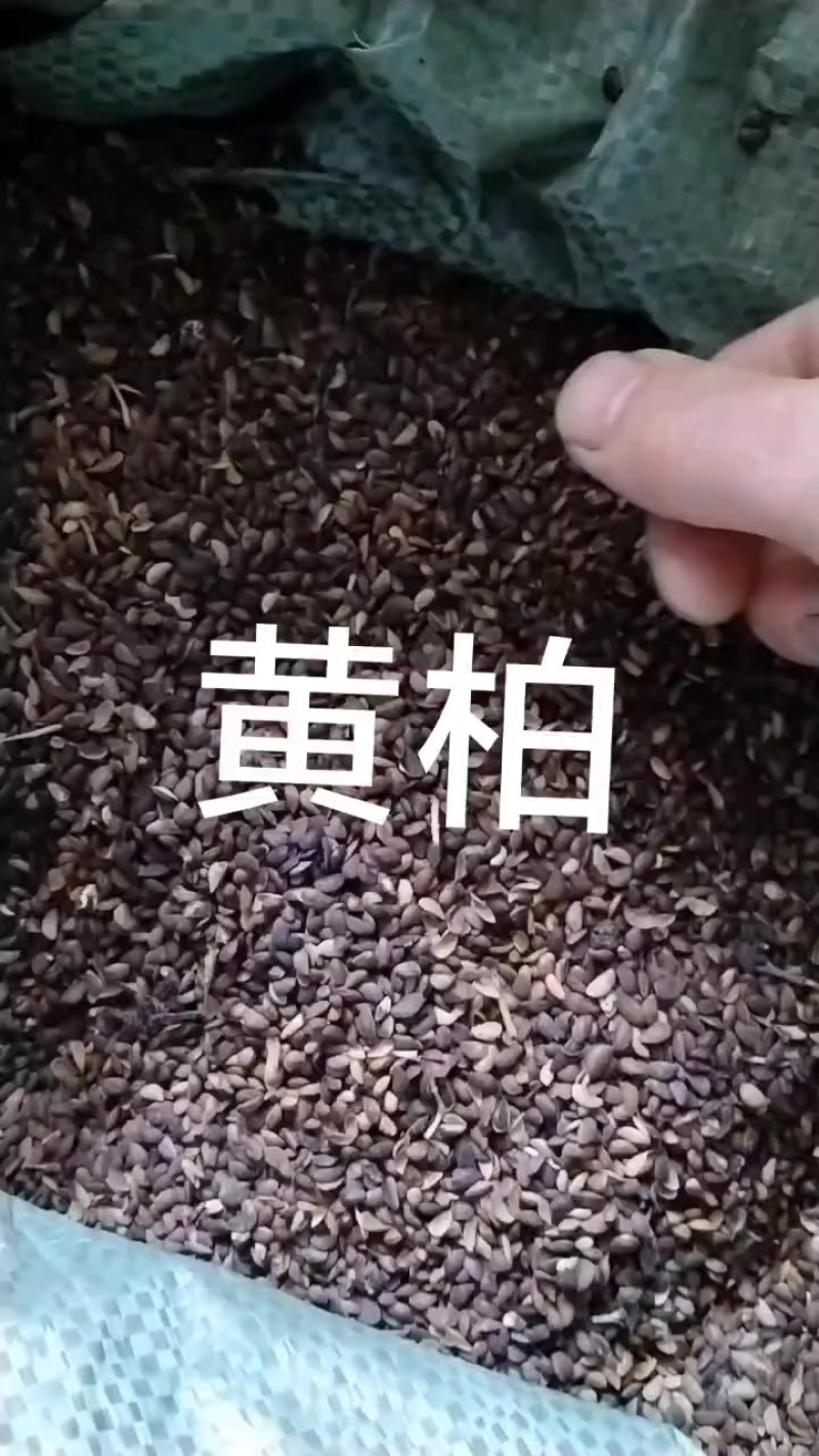 黄栢种子