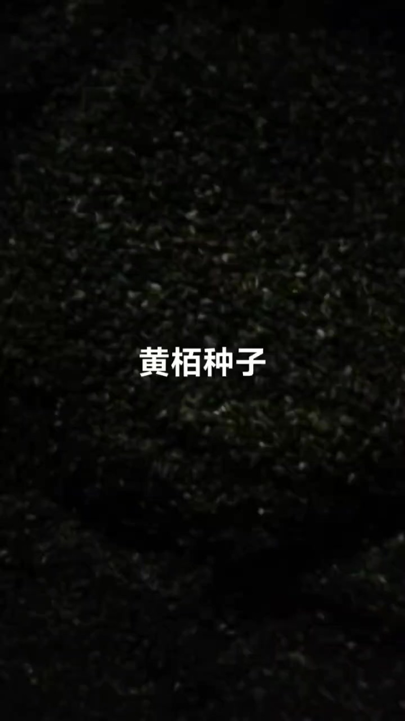 黄栢种子
