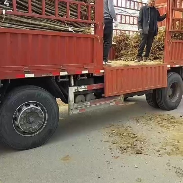 大量出售米径1.8至4公分杨树苗价格合理