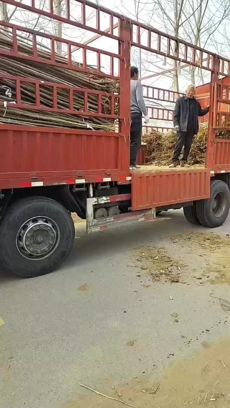 大量出售米径1.8至4公分杨树苗价格合理