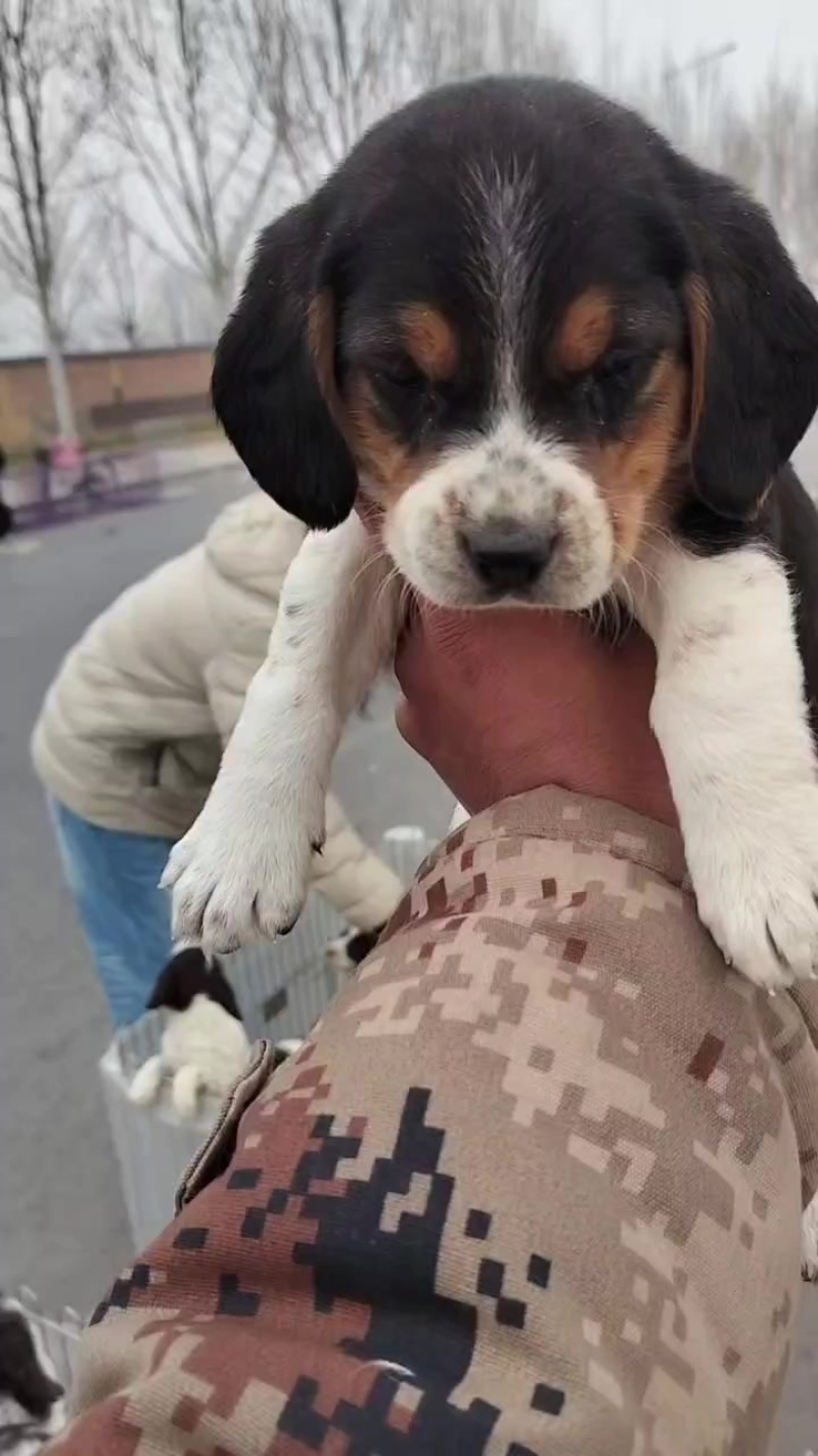 史宾格犬是搜救犬也可以当作缉毒犬.