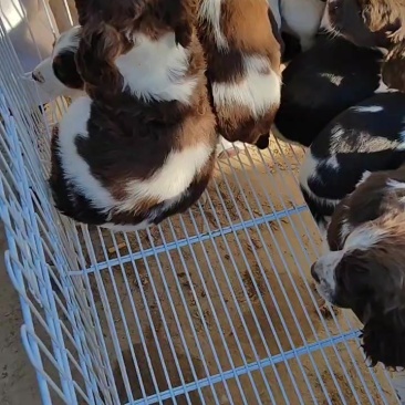 史宾格犬是搜救犬也可以当作缉毒犬.