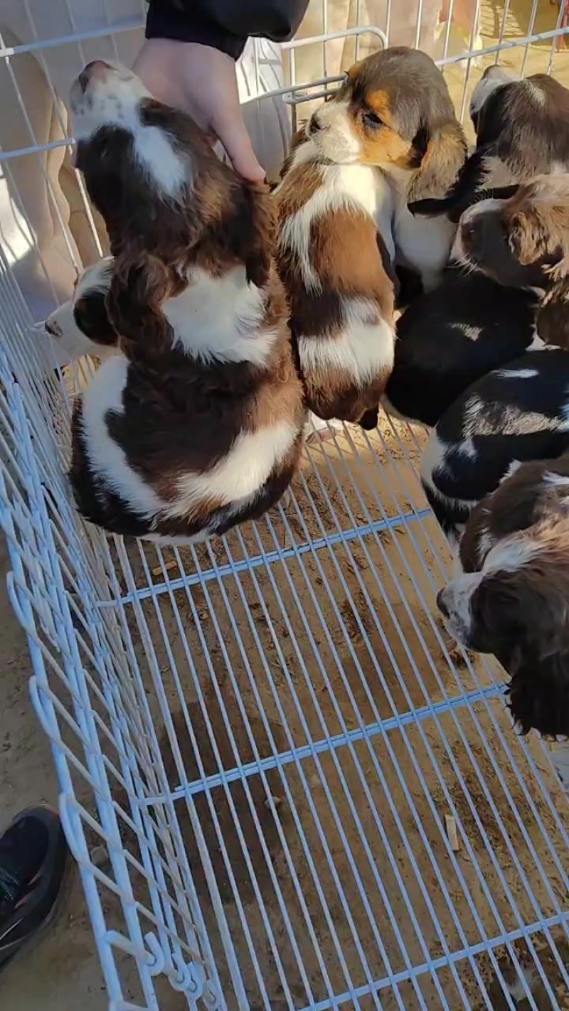 史宾格犬是搜救犬也可以当作缉毒犬.