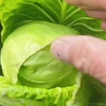 新鲜甘蓝，健康美味，直供农场，快来选购！