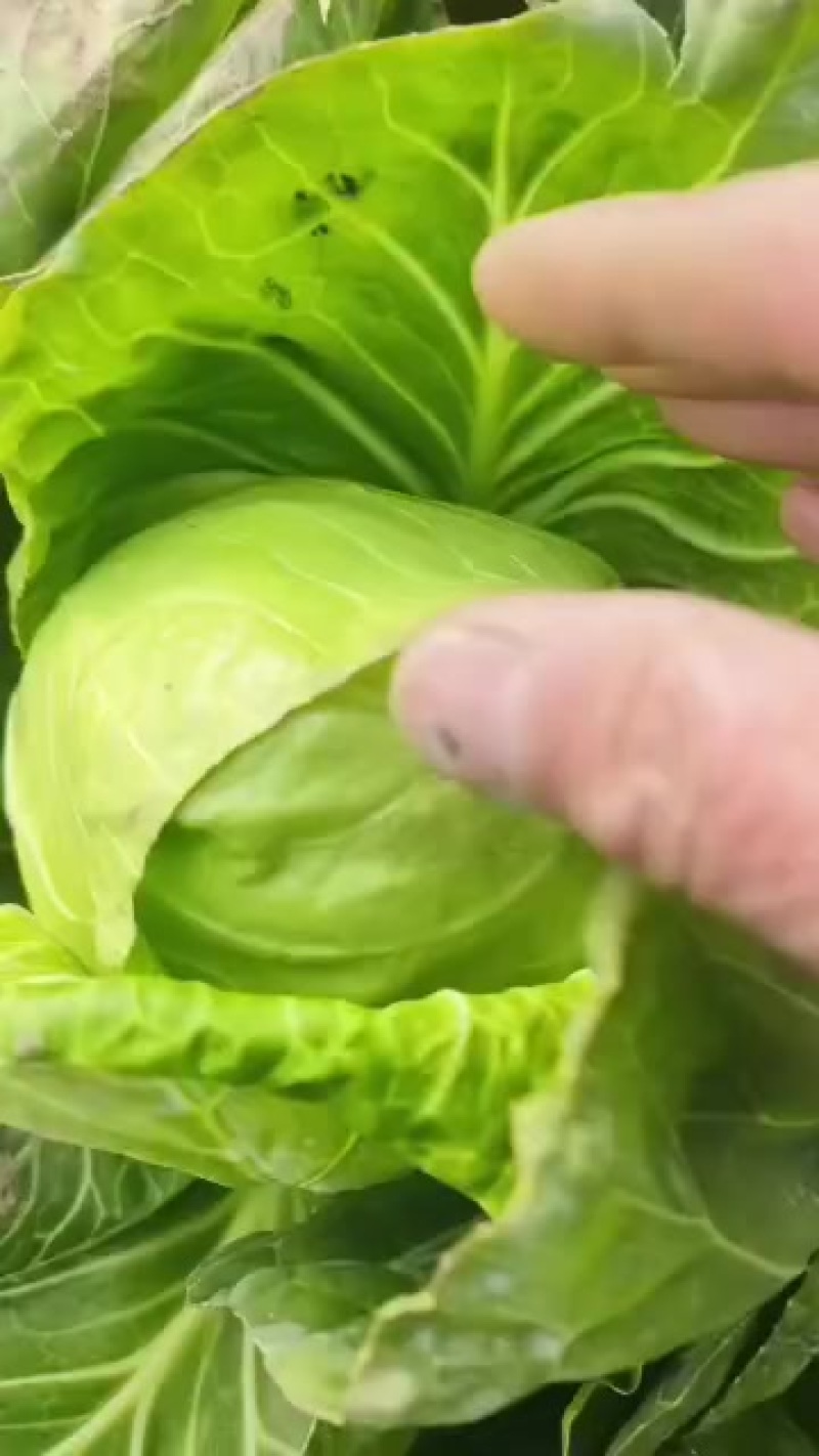 新鲜甘蓝，健康美味，直供农场，快来选购！
