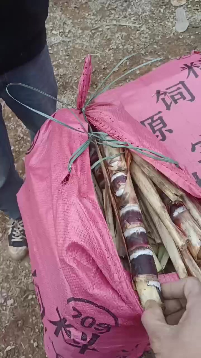 甘蔗种
