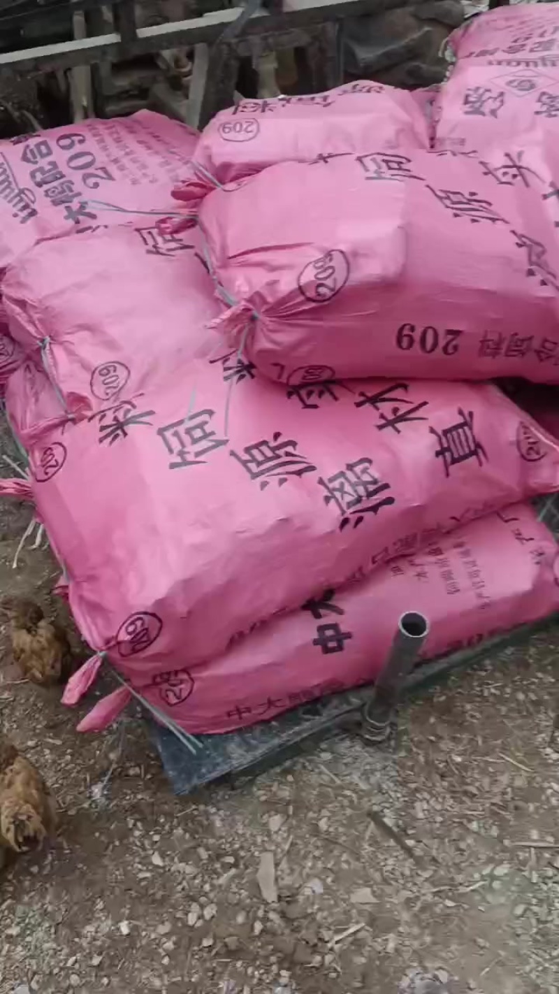 甘蔗种