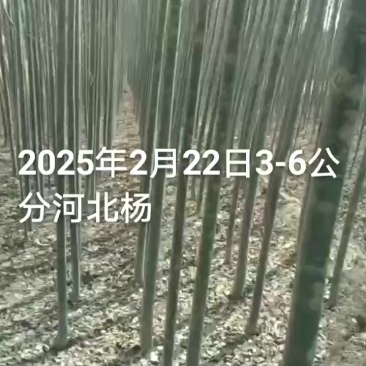 大量出售3-15公分河北杨