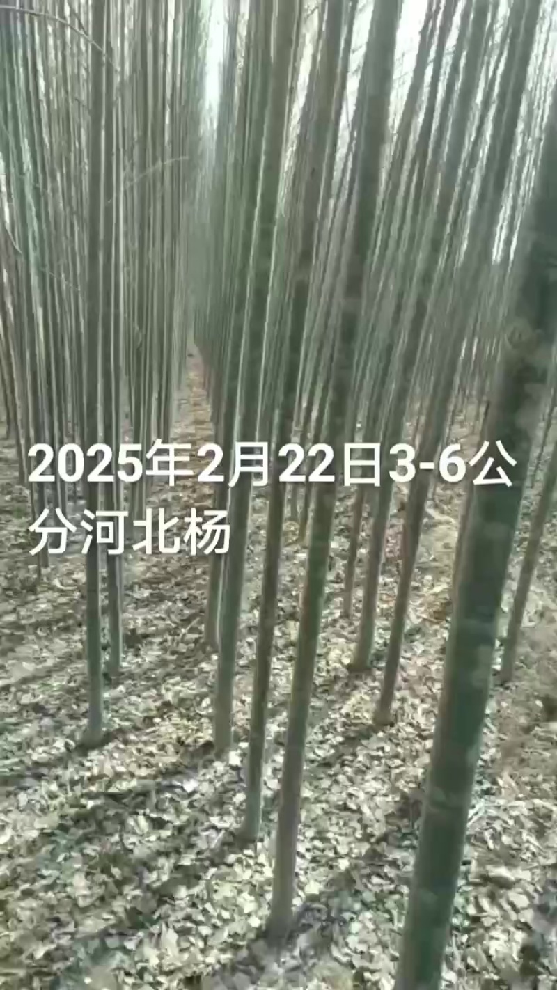 大量出售3-15公分河北杨