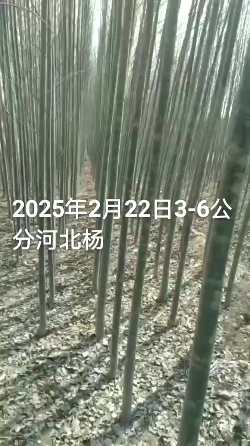 大量出售3-15公分河北杨