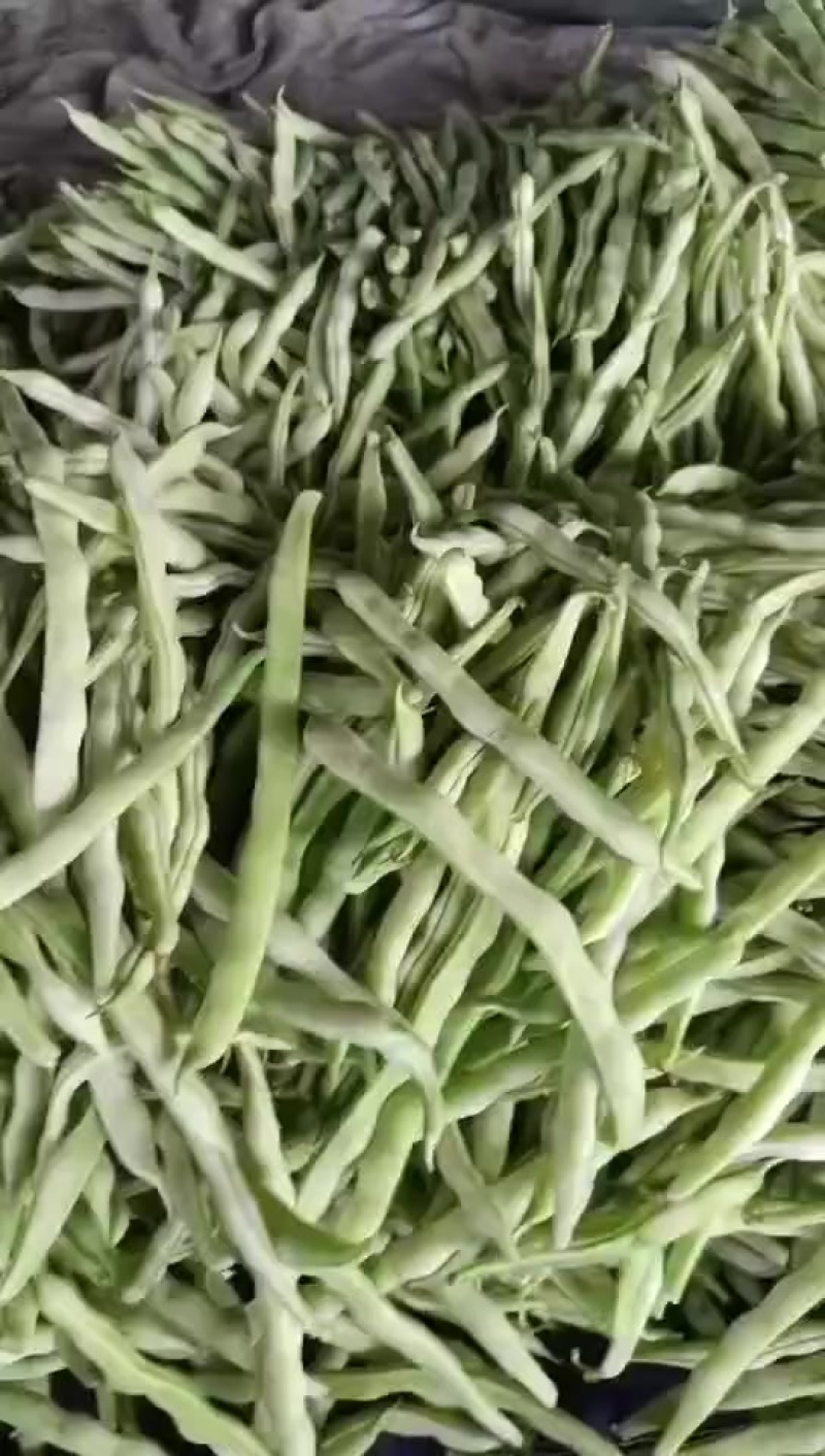 大量精品芸豆，欢迎各位老板前来采购
