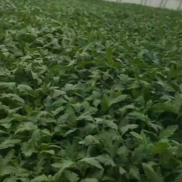 大西红柿苗处理大番茄一级苗3万棵，适合露地种，