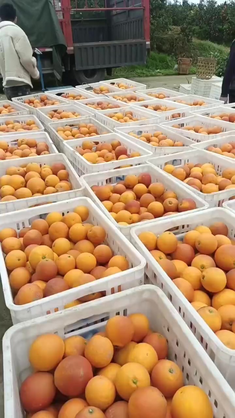 四川省自贡市荣县塔血橙上市了