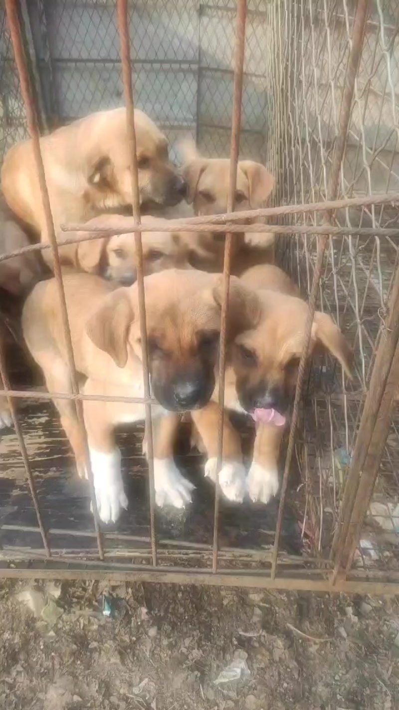 母狗***********