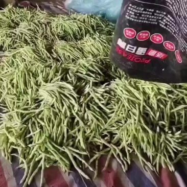 芸豆大量有货鲜嫩细长有丝型芸豆欢迎各位老板前来选购