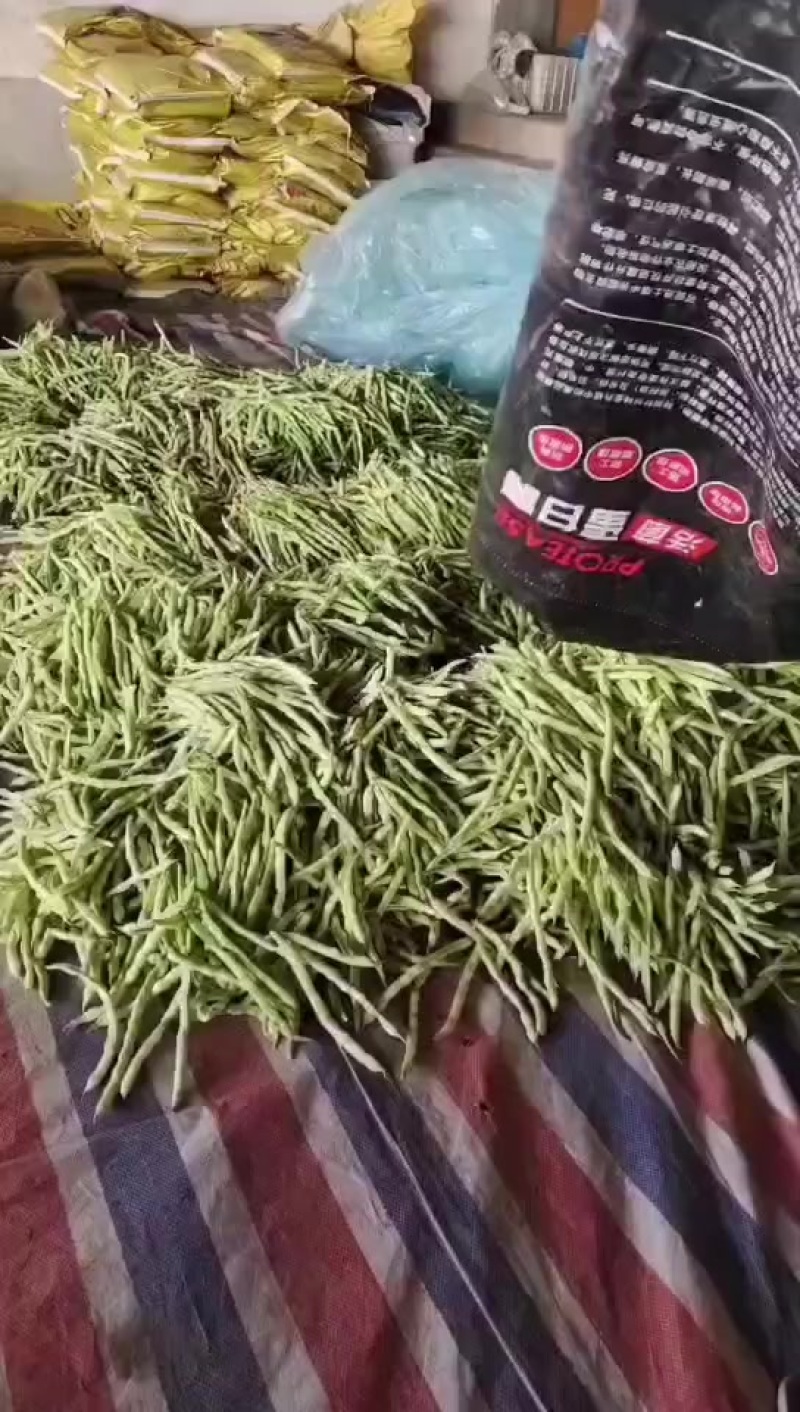 芸豆大量有货鲜嫩细长有丝型芸豆欢迎各位老板前来选购