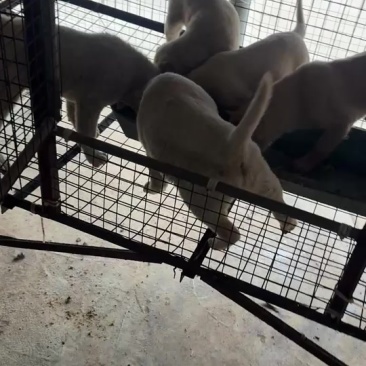 狗崽